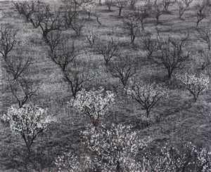 Image description is not available for 1975.024